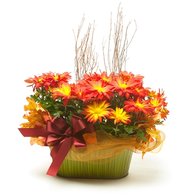 Fall - Double Seasonal Mum